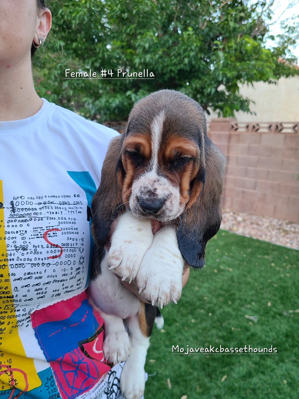 Girl 4 - Basset Hound puppy from Mojave AKC Basset Hounds