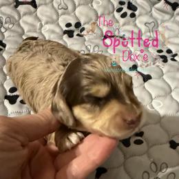 Chocolate and cream dapple - Chocolate and cream male Dachshund puppy in Mt. Pleasant, Texas from The Spotted Doxie