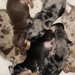 Dachshund Puppies from Haven Ridge Doxies