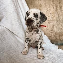 Dalmatian Puppies from Spotted Jewels Dalmatians