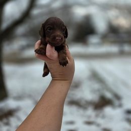Lyric - Chocolate and tan female Dachshund puppy in Indianapolis, Indiana from Homegrown Hoosier Kennels