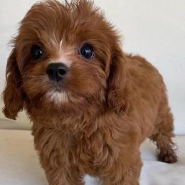 Pomegranate - Red female Cavapoo puppy in Van Alstyne, Texas from Home Grown Puppies