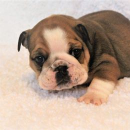 Bulldog Puppies from Sanford and Son Bulldogs
