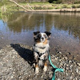 Aussiedoodle and Miniature Australian Shepherd Puppies from Maple Ridge Mini Aussies