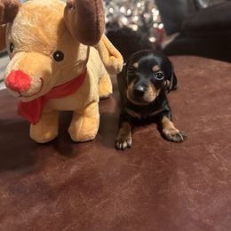 Oakley- Black and Tan Girl (yellow) - Black and tan female Dachshund puppy in Aragon, Georgia from Daschunds Unlimited