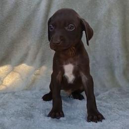 Male 6 - Liver male German Shorthaired Pointer puppy in Laporte, Minnesota from Northern Odyssey Gun Dogs