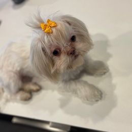 Khloe - Shih Tzu