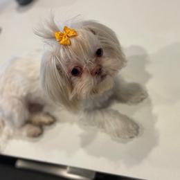 Khloe - Shih Tzu