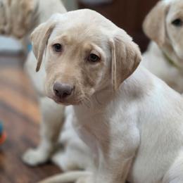 Jasper - Yellow male Labrador Retriever puppy in Seymour, Missouri from Fairview's Precious Pups