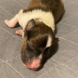 Biscotti - Sable and white male Shetland Sheepdog puppy in Chambersburg, Pennsylvania from Clark Kennel Shelties