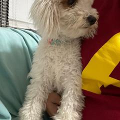 Bella - Goldendoodle
