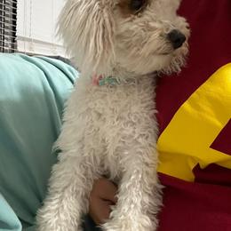 Bella - Goldendoodle