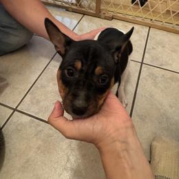 Katie - White black and tan female Rat Terrier puppy in Spur, Texas from Adams Puppies