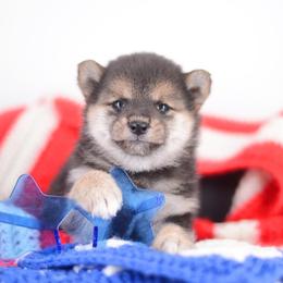 Fuyo - Red Headed Black and Tan Girl - Black and tan female Shiba Inu puppy in Neosho, Missouri from Sunny Terrace Shibas