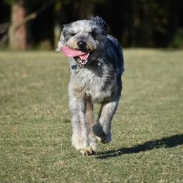 Gus - Aussiedoodle