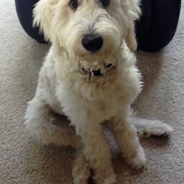 Goldendoodle and Labradoodle All Grown Up from Sharper Doodles
