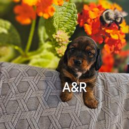 Dachshund Puppies from A&R Dachshund