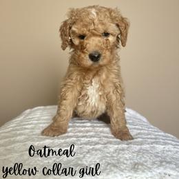 Oatmeal - Apricot female Goldendoodle puppy in Taylorsville, North Carolina from Doggone Dixie Doodles