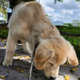 Golden Retriever Puppies from Olympus Golden Walkers Kennel