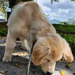 Golden Retriever Puppies from Olympus Golden Walkers Kennel