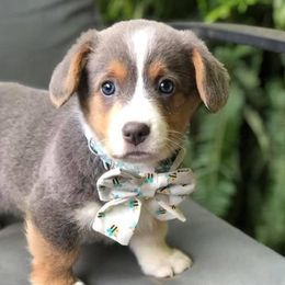 American Corgis from Lena Valley Cattle Dogs and Poodles