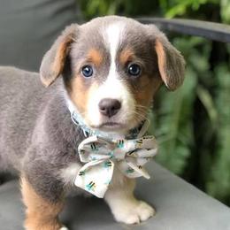 American Corgis from Lena Valley Cattle Dogs and Poodles