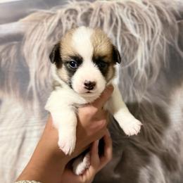 Jolene - Red female Pembroke Welsh Corgi puppy in Tucson, Arizona from Soqui Ortiz Cattle Ranch