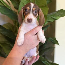 Juliet - Piebald female Dachshund puppy in Chandler, Arizona from KCK9 Dachshunds