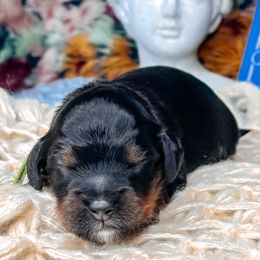 Mr. Darcy - Black male Australian Labradoodle puppy in Decatur, Alabama from Southern Meadows Doodles