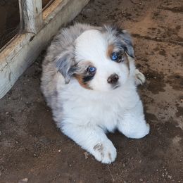 Miniature American Shepherd Puppies from Marquise Miniature American Shepherd