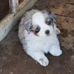 Miniature American Shepherd Puppies from Marquise Miniature American Shepherd