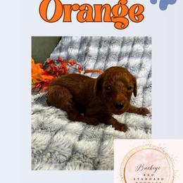 Orange - Red  male Poodle puppy in Lima, Ohio from Buckeye Red Standard Poodles