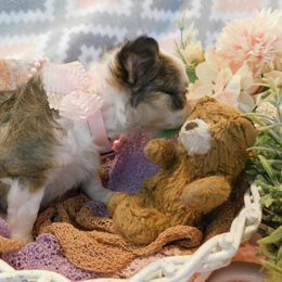 Chihuahua Puppies from Fine Whines & Lickers