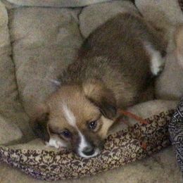 Pembroke Welsh Corgi Puppies from Redwood Corgis