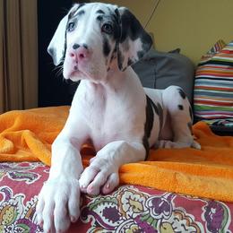 Great Danes from 2K Great Danes