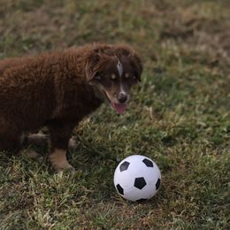 Miniature Australian Shepherd Puppies from Rocking AW Aussies