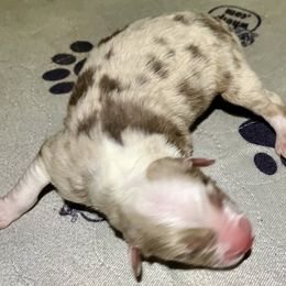 Red merle - Red merle female Australian Shepherd puppy in Cotati, California from Tried and True Aussies