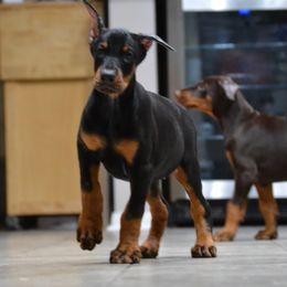 Doberman Pinscher Puppies from Obsidian Kennels