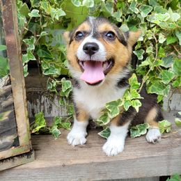 Girl - Black and tan Pembroke Welsh Corgi puppy in Georgia from Shaleigh's Pembroke Welsh Corgis