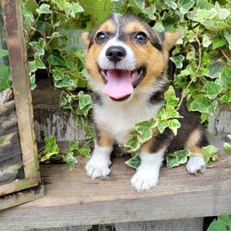 Girl - Black and tan Pembroke Welsh Corgi puppy in Georgia from Shaleigh's Pembroke Welsh Corgis