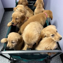 Golden Retriever Puppies from Thegoldendreams1
