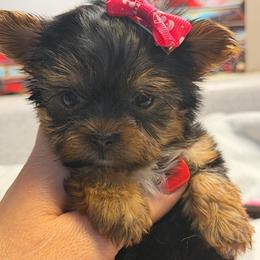 Daisy - Black and gold female Morkie puppy in Florence, Kentucky from 4paws4ever by Design