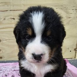 Bernese Mountain Dog Puppies from Jill Stahl Tyler