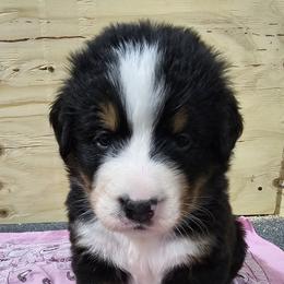 Bernese Mountain Dog Puppies from Jill Stahl Tyler