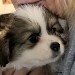 Pembroke Welsh Corgi puppies from Pluperfect