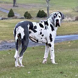 Sakarah - Great Dane