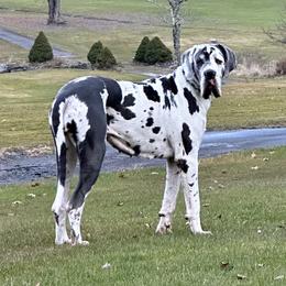 Sakarah - Great Dane