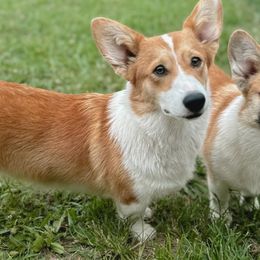 Peach - Pembroke Welsh Corgi