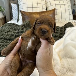Goldendoodle and Maltipoo Puppies from Jessica's Maltipoo and Goldendoodle