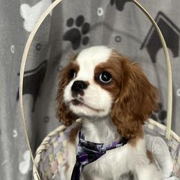 Cavalier King Charles Spaniels from Royal Heirs